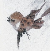 SparrowPlump